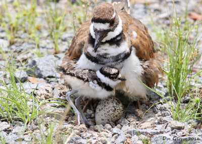 Killdeer chick with proud parent