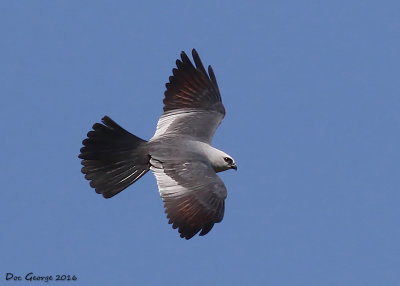 Mississippi Kite