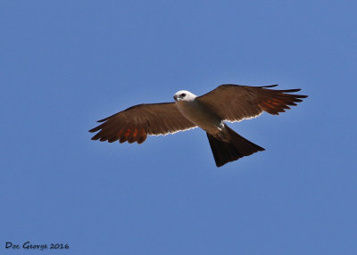 Mississippi Kite
