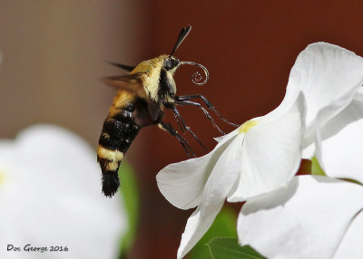 Hummingbird-moth