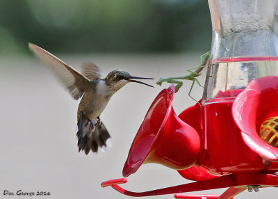 Ruby-throated vs Praying Mantis