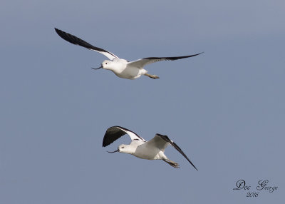 American Avocet