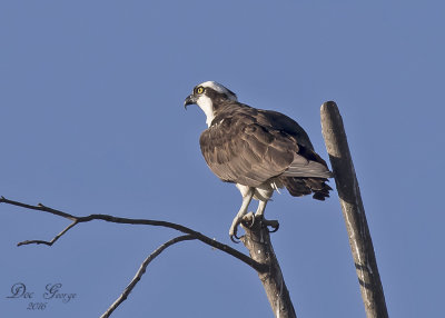 Osprey