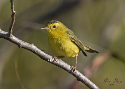 Wilson Warbler