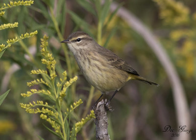 Palm Warbler