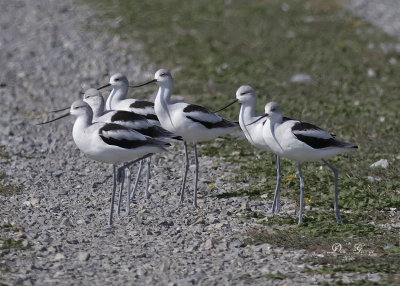 American Avocets