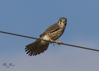 American Kestrel