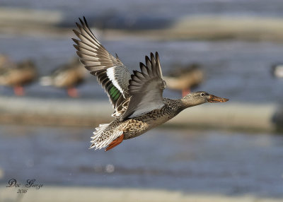 Northern Shoveler