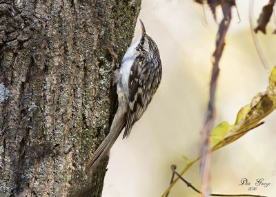 Brown Creeper
