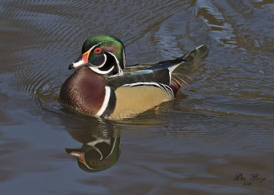 Wood Duck