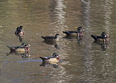 Wood Ducks