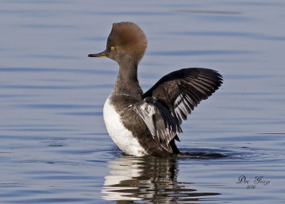 Hooded Merganser