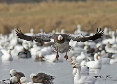 Snow Goose on Final Approach