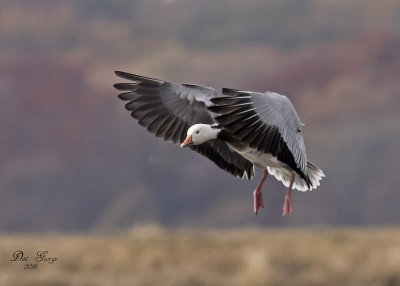 Snow Goose on Final Approach