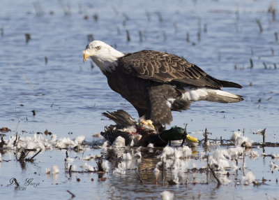 Bald Eagle