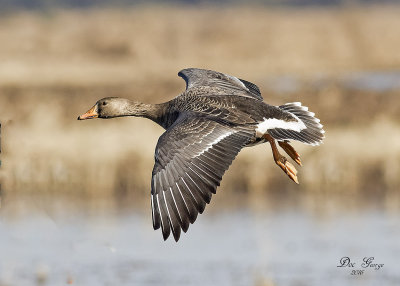 Greater White-fronted Goose ( Specklebellie)