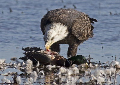 Bald Eagle