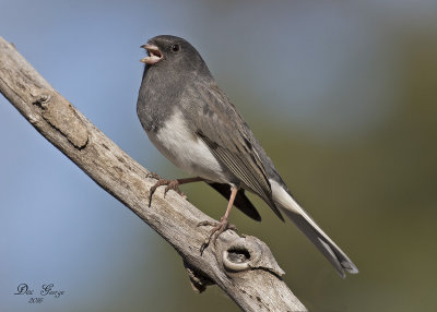 Dark-eyed Junco