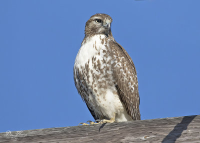 Red-tailed Hawk