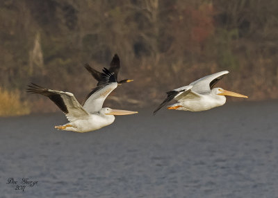 American White Pelicans & Friend