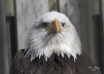 Bald Eagle