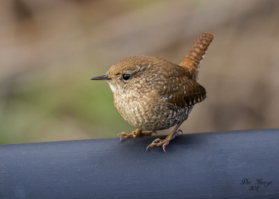 Winter Wren