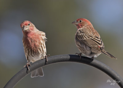 House Finch