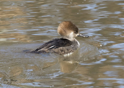 Female Hooded Merganser