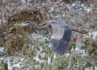 Great Blue Heron