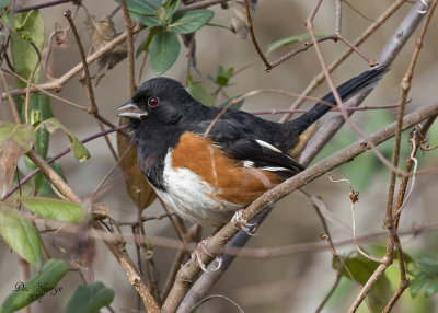Eastern Towhee
