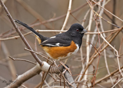 Eastern Towhee