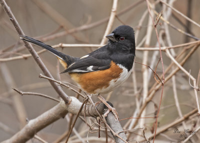 Eastern Towhee