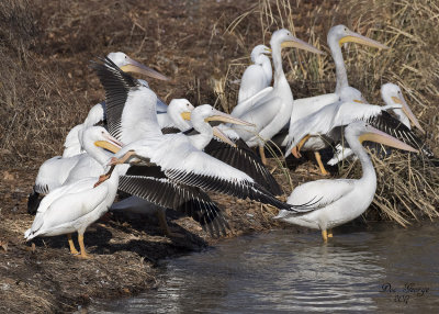 American White Pelicans