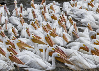 American White Pelicans in a feeding frenzy