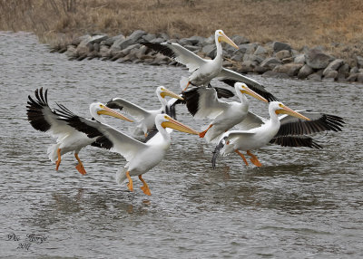 American White Pelicans