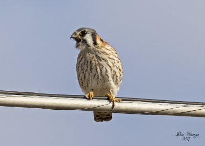 American Kestrel