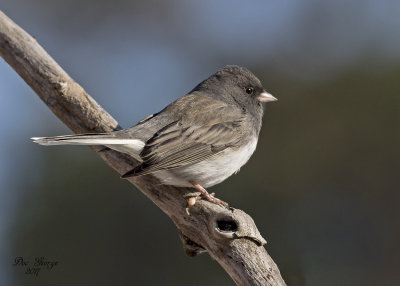 Dark-eyed Junco