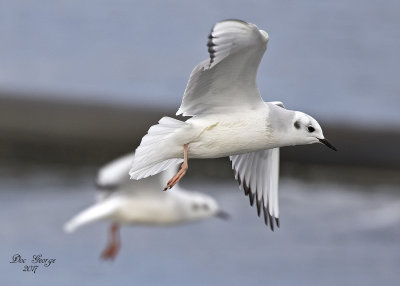 Bonaparte's Gull