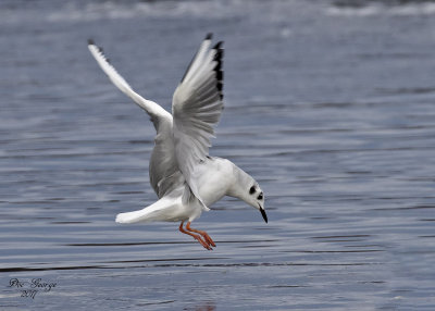 Bonaparte's Gull