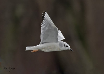 Bonaparte's Gull