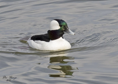 Bufflehead