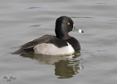 Ring-necked Duck