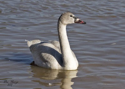 Juvenile Tundra Swan