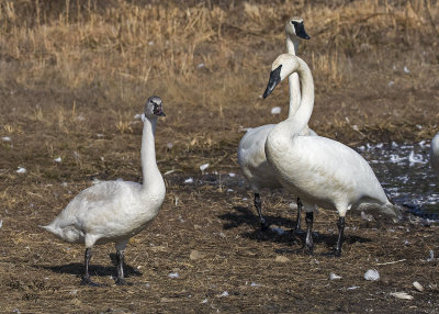 Tundra Swan & Trumpeter Swans