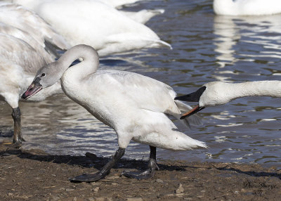 Trumpeter Swan Going After Tundra