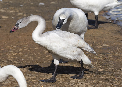 Trumpeter Pecking a Tundra