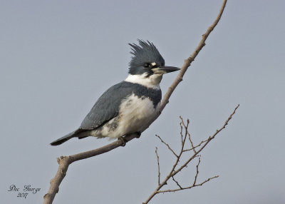 Belted Kingfisher