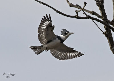 Belted Kingfisher