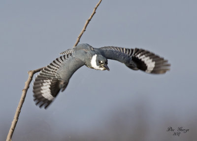 Belted Kingfisher