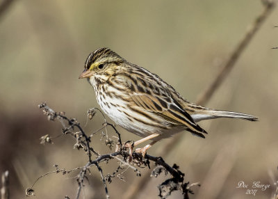 Savannah Sparrow